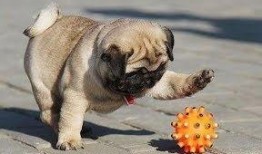 巴哥最新爆料视频播放,精彩瞬间一网打尽